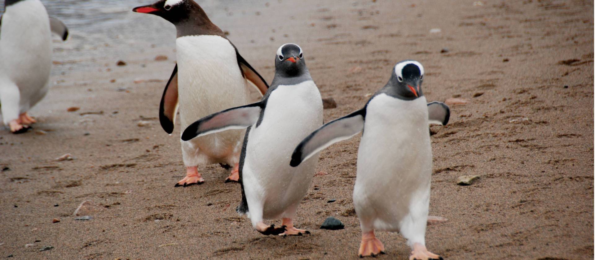 Gentoo parade | Eve Ollington