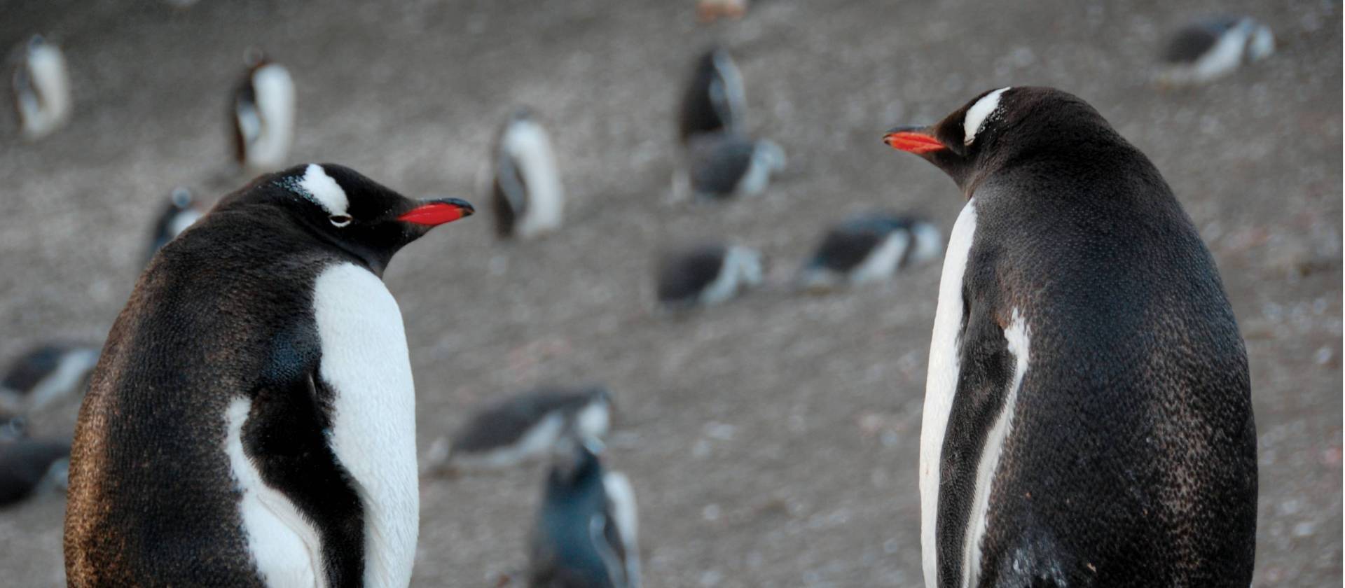 Gentoo pair | Eve Ollington