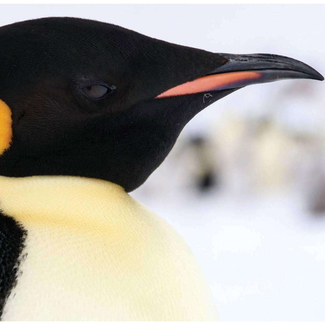 Distinct markings of the Emperor penguin | Kyle Super