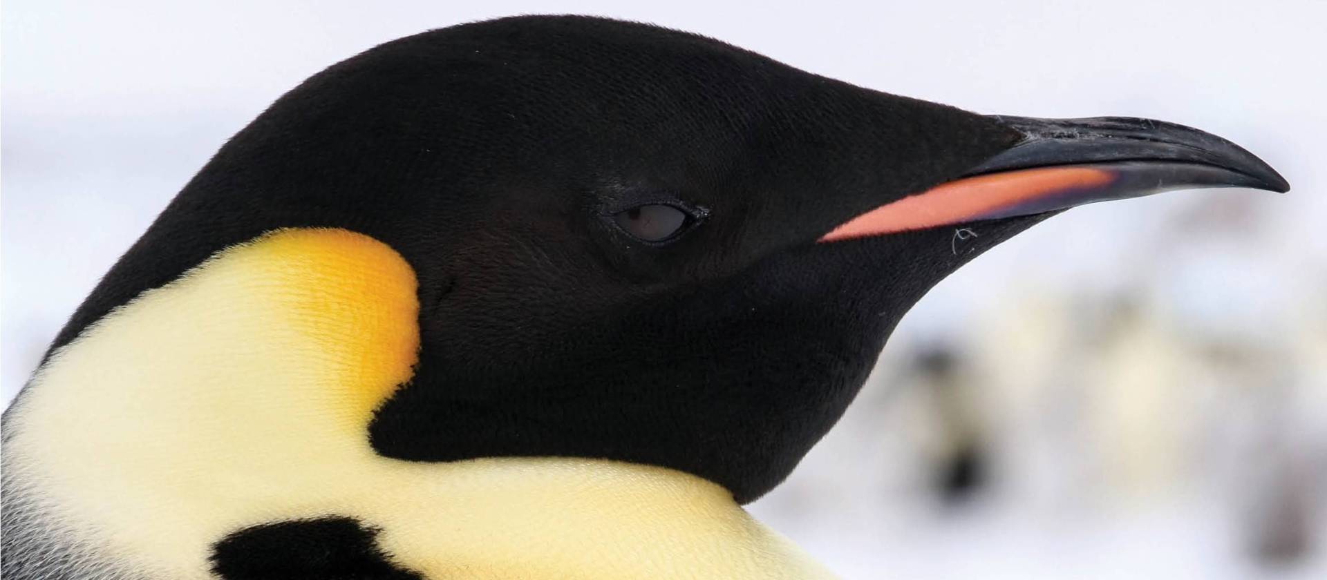 Distinct markings of the Emperor penguin | Kyle Super