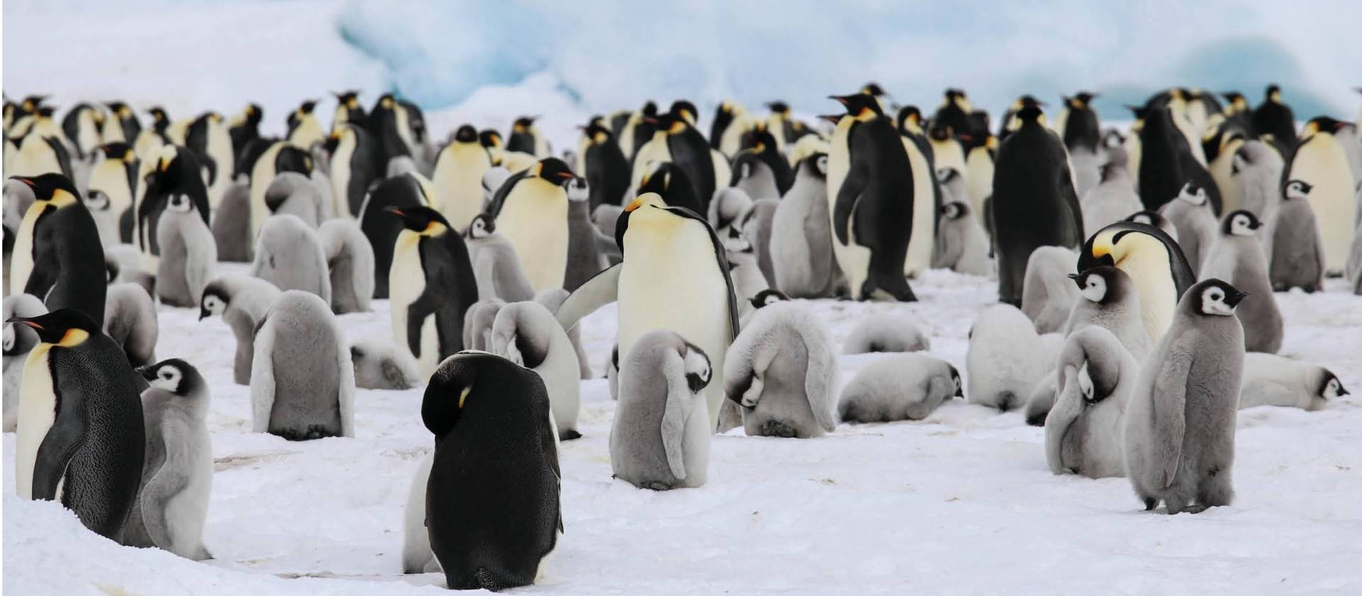 Colony of Emperor Penguins and their chicks | Kyle Super