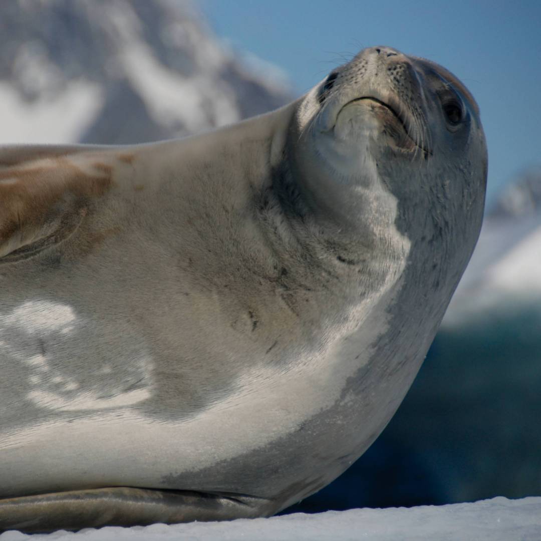 Crabeater Seal, Antarctica