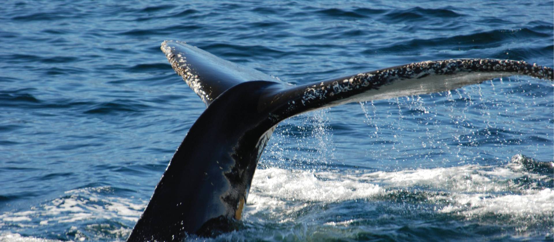 Breaching whale, Antarctic Peninsula