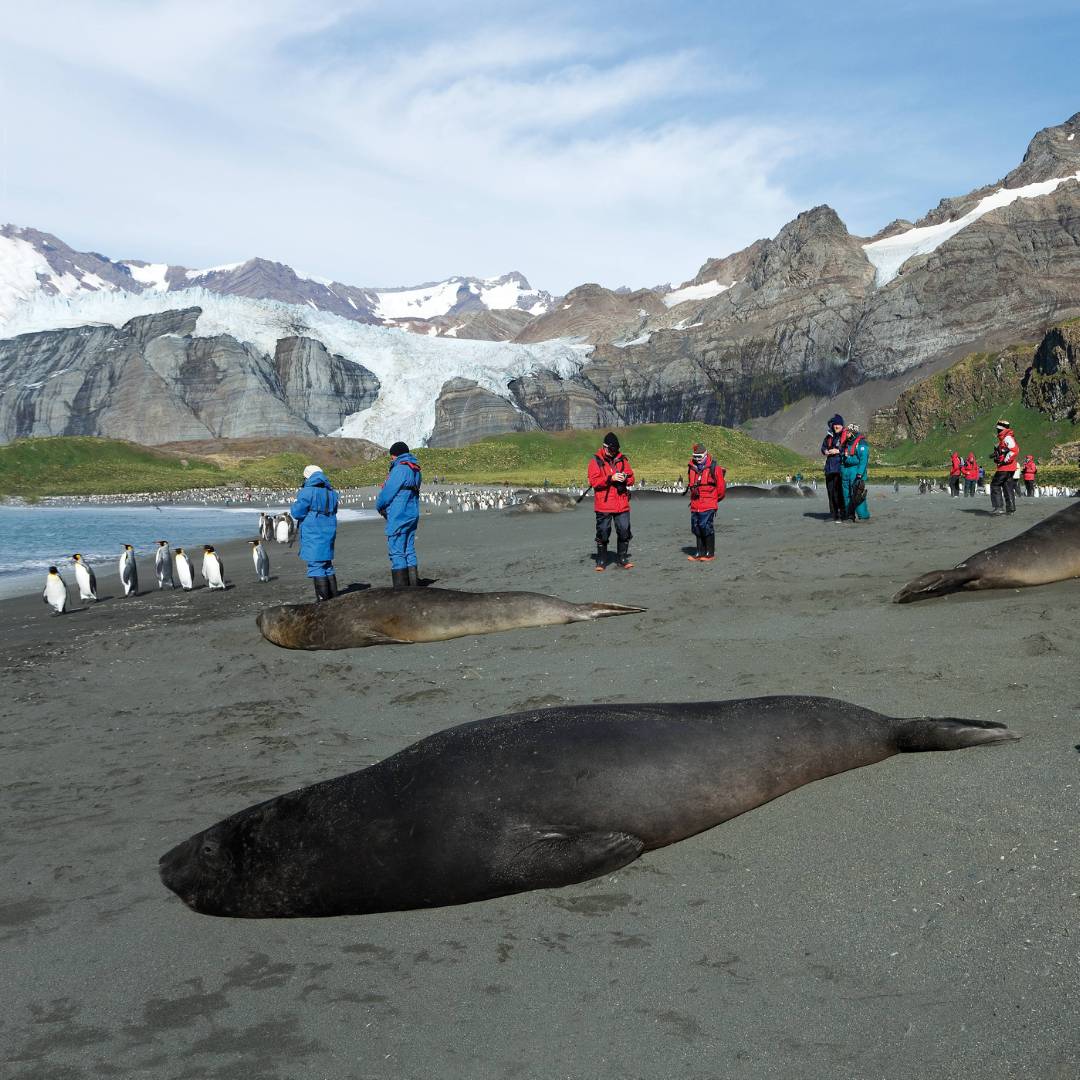 The wildlife rich beaches of South Georgia | Peter Walton