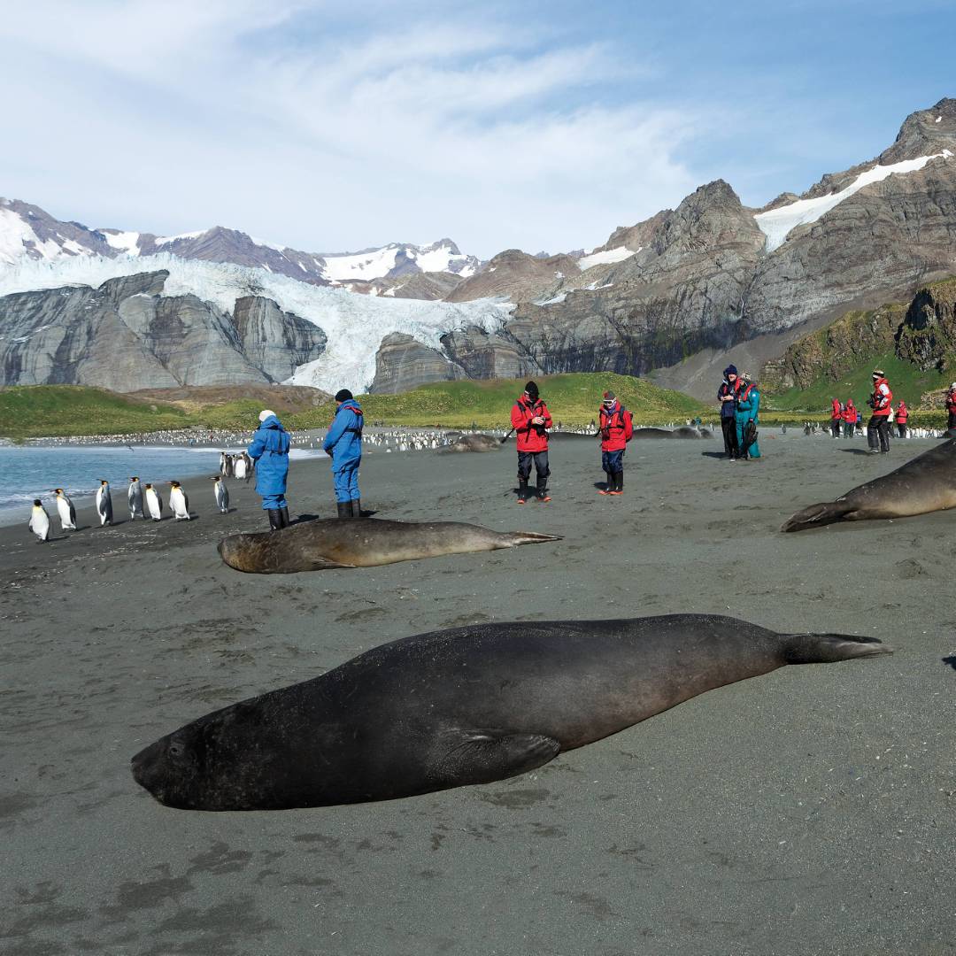 The wildlife rich beaches of South Georgia | Peter Walton