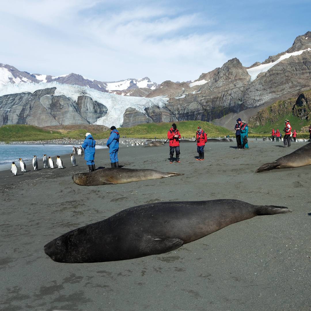 The wildlife rich beaches of South Georgia | Peter Walton