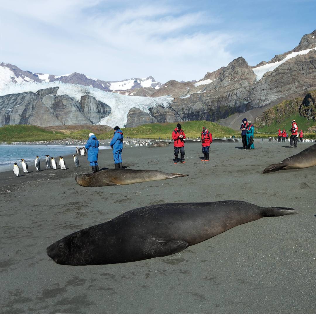 The wildlife rich beaches of South Georgia | Peter Walton