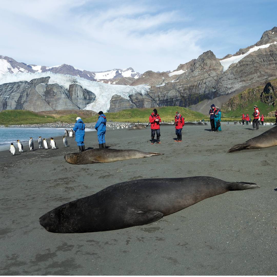 The wildlife rich beaches of South Georgia | Peter Walton