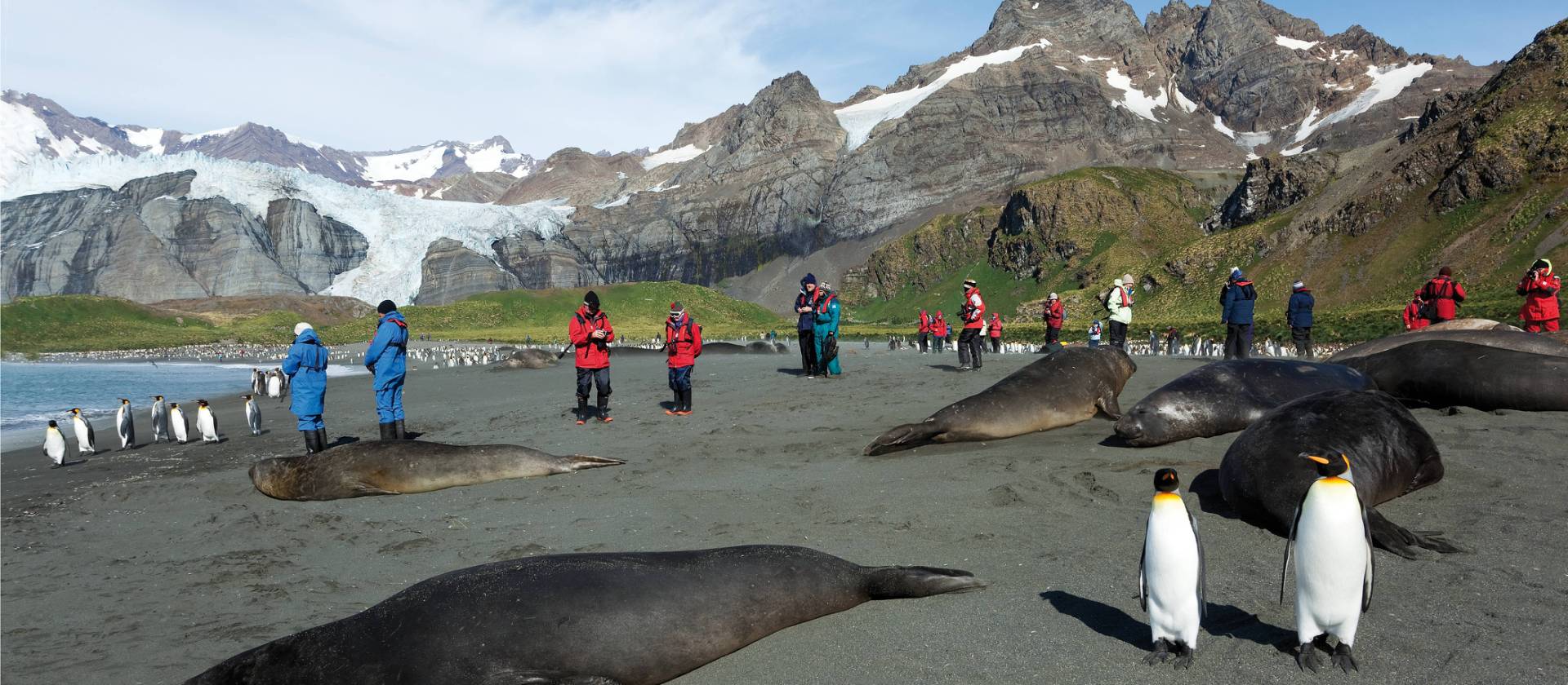 The wildlife rich beaches of South Georgia | Peter Walton
