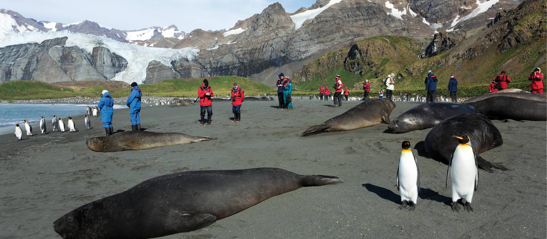The wildlife rich beaches of South Georgia | Peter Walton