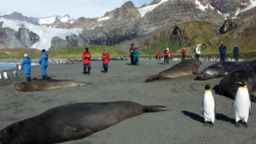 The wildlife rich beaches of South Georgia | Peter Walton