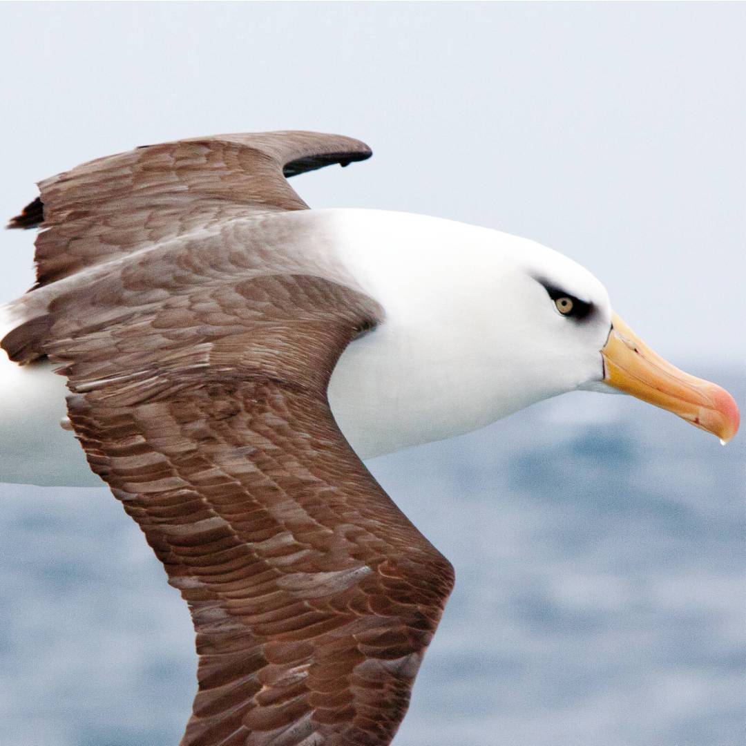 Campbell Island Albatross in flight | Kylie Jones