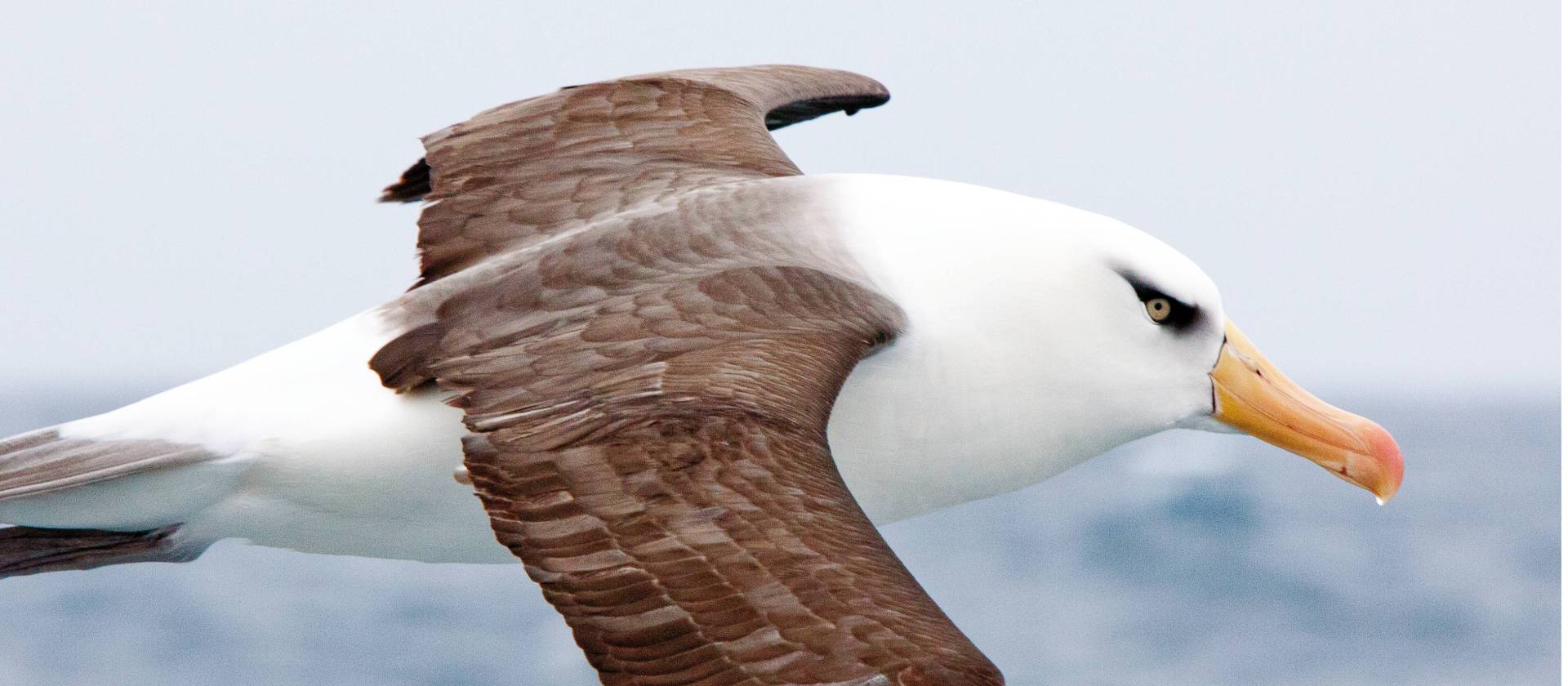 Campbell Island Albatross in flight | Kylie Jones