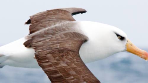 Campbell Island Albatross in flight | Kylie Jones