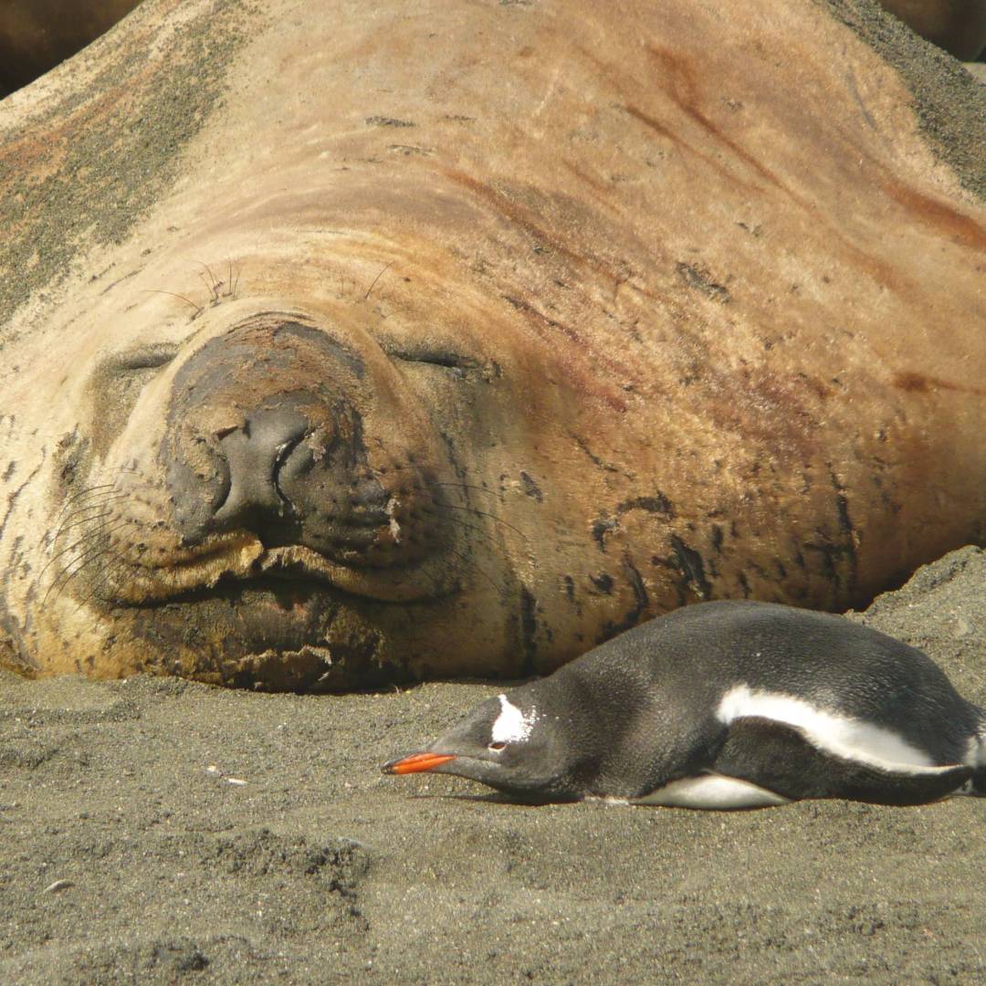 Elephant Seal and Gentoo penguin cordially sharing some common ground at Gold Harbour in South Georgia | Alan Levy