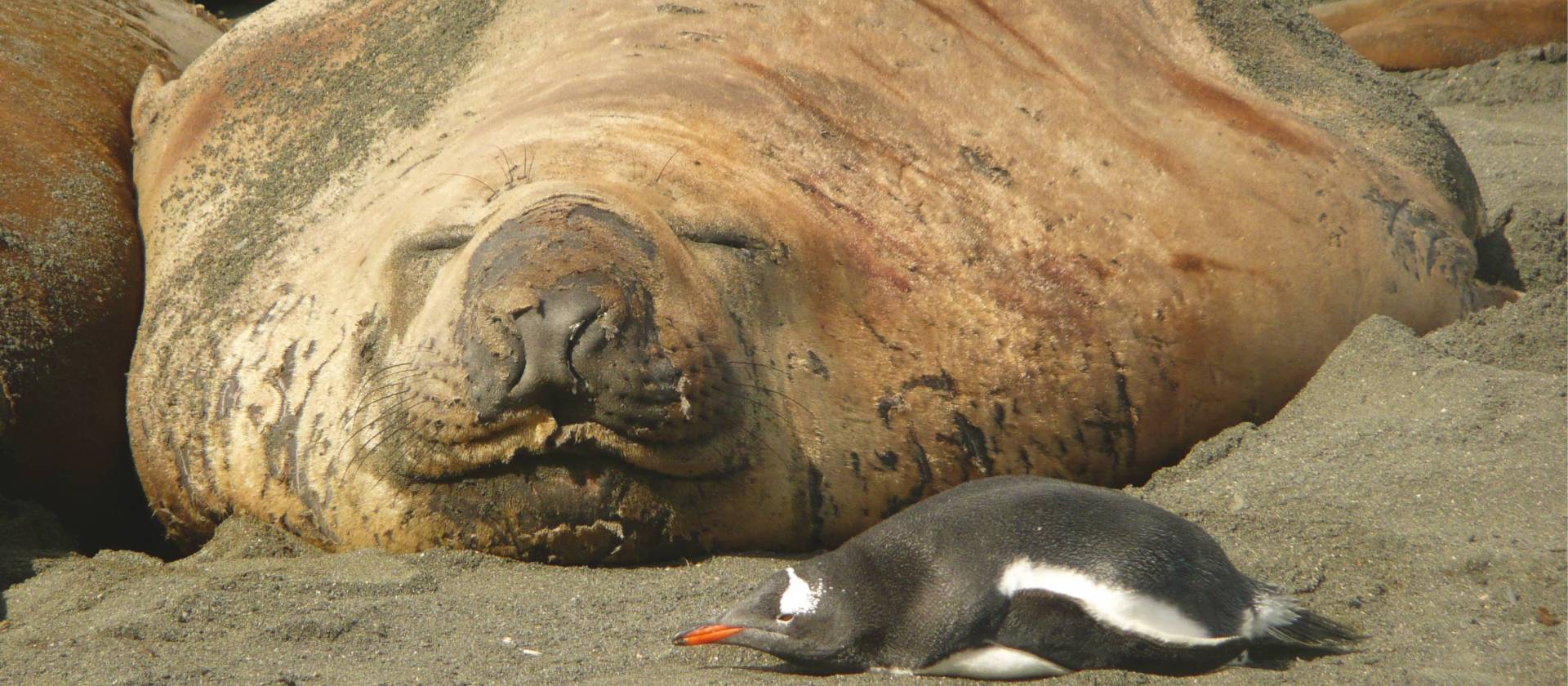 Elephant Seal and Gentoo penguin cordially sharing some common ground at Gold Harbour in South Georgia | Alan Levy