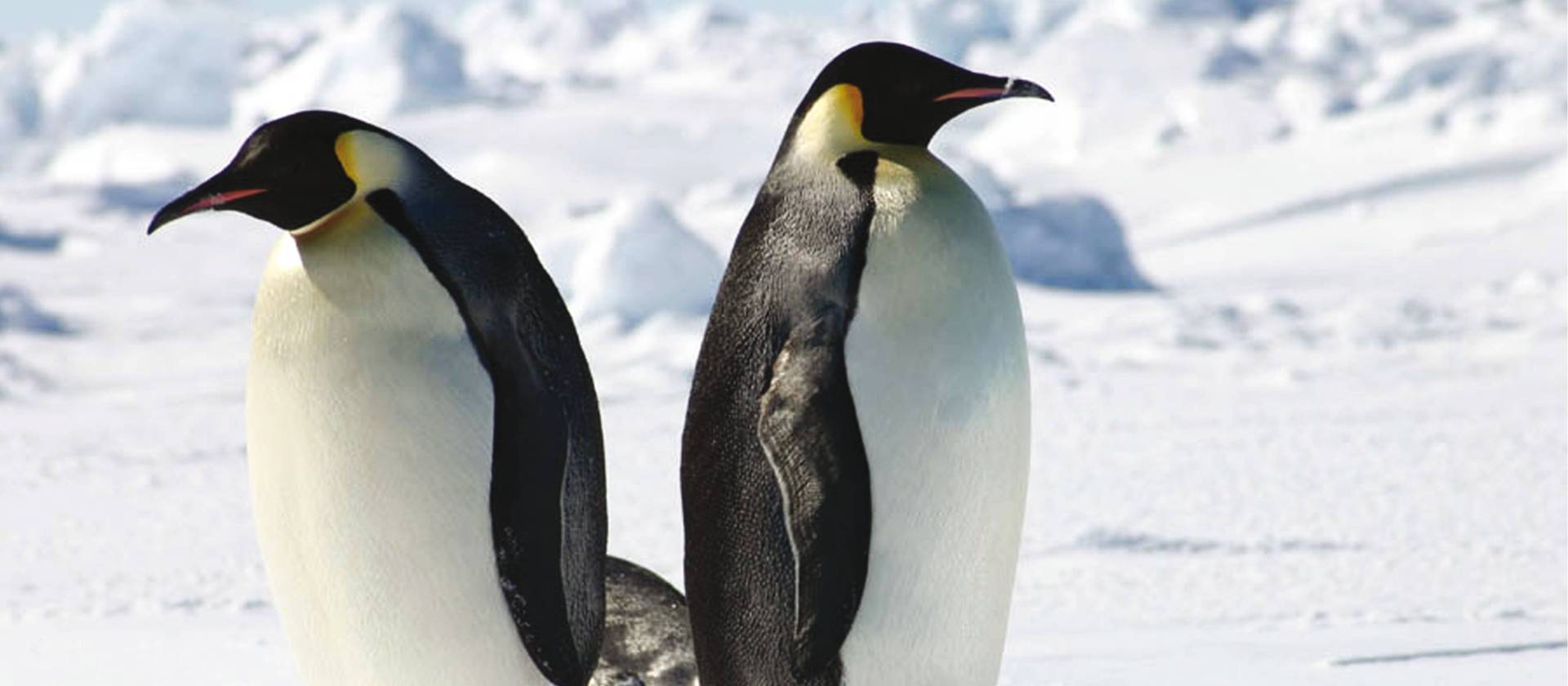 Emperor Penguins Antarctica | Toni Whythes