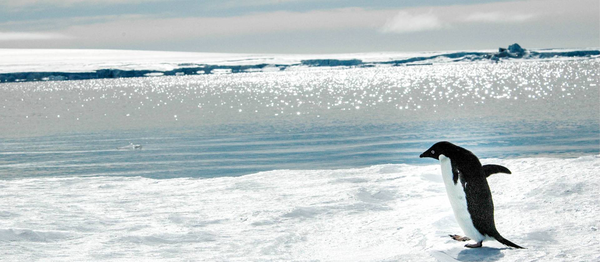 Adelie penguin near Snow Hill Island, Antarctica | Ilja Reijnen