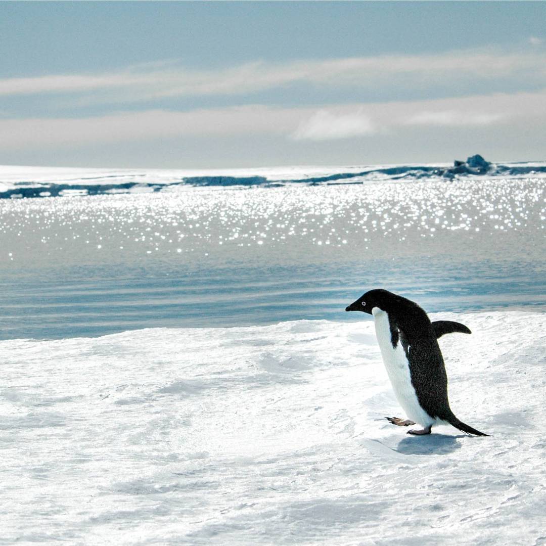Adelie penguin near Snow Hill Island, Antarctica | Ilja Reijnen