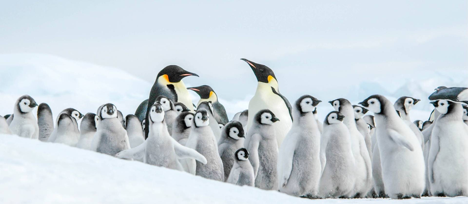 The Emperor Penguin colony at Snow Hill, Antarctica | Ilja Reijnen