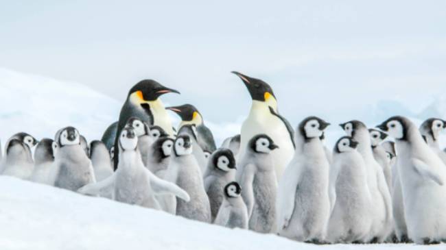 The Emperor Penguin colony at Snow Hill, Antarctica | Ilja Reijnen