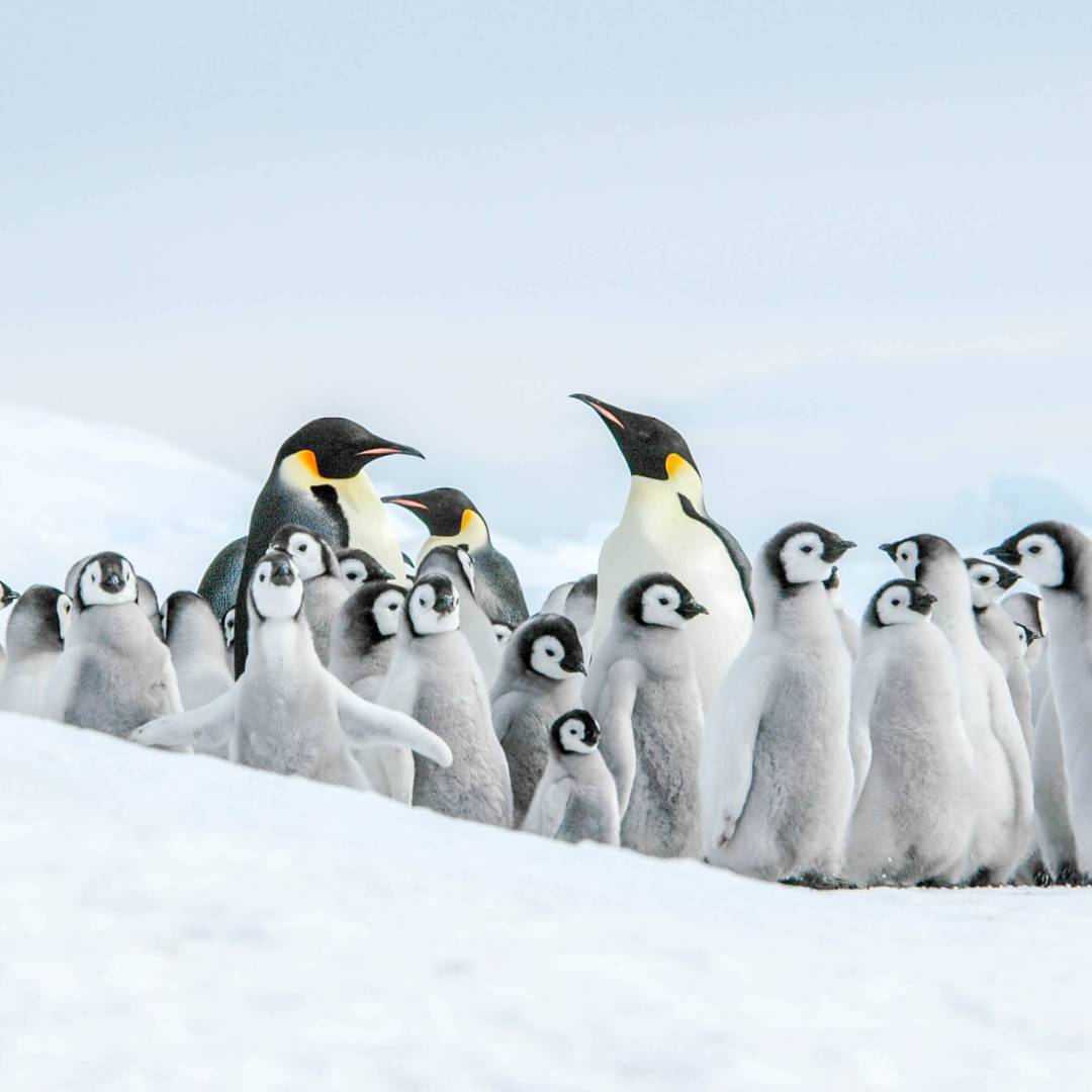 The Emperor Penguin colony at Snow Hill, Antarctica | Ilja Reijnen