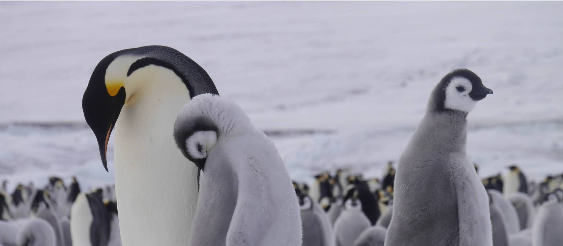 Emperor penguins at Snow Hill Island in the Weddell Sea | Sebastian Schijf