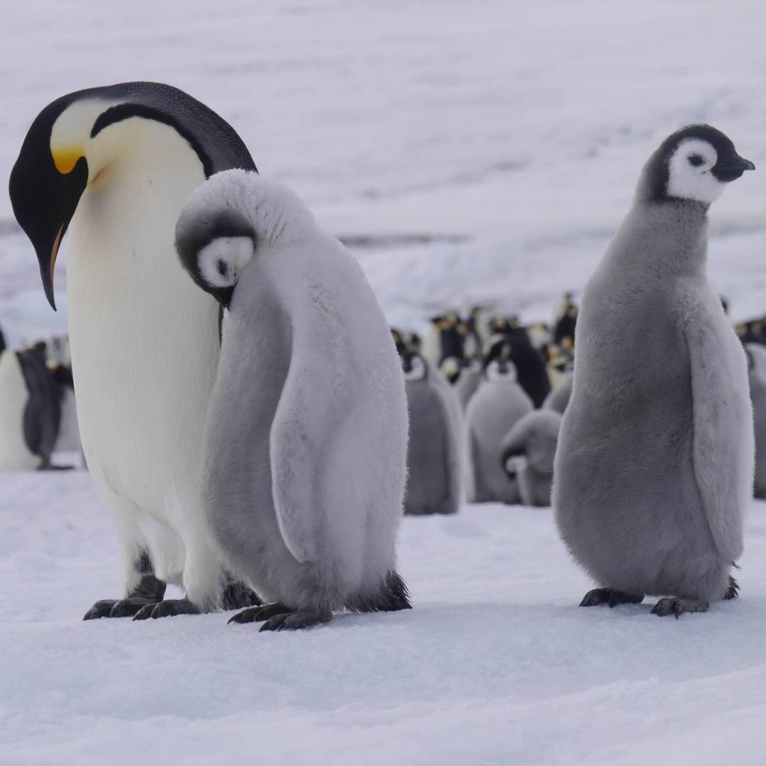 Emperor penguins at Snow Hill Island in the Weddell Sea | Sebastian Schijf