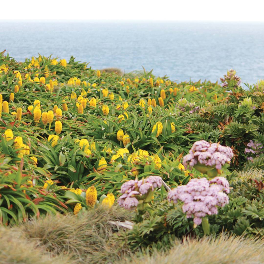Megaherbs on Enderby Island | Rachel Imber