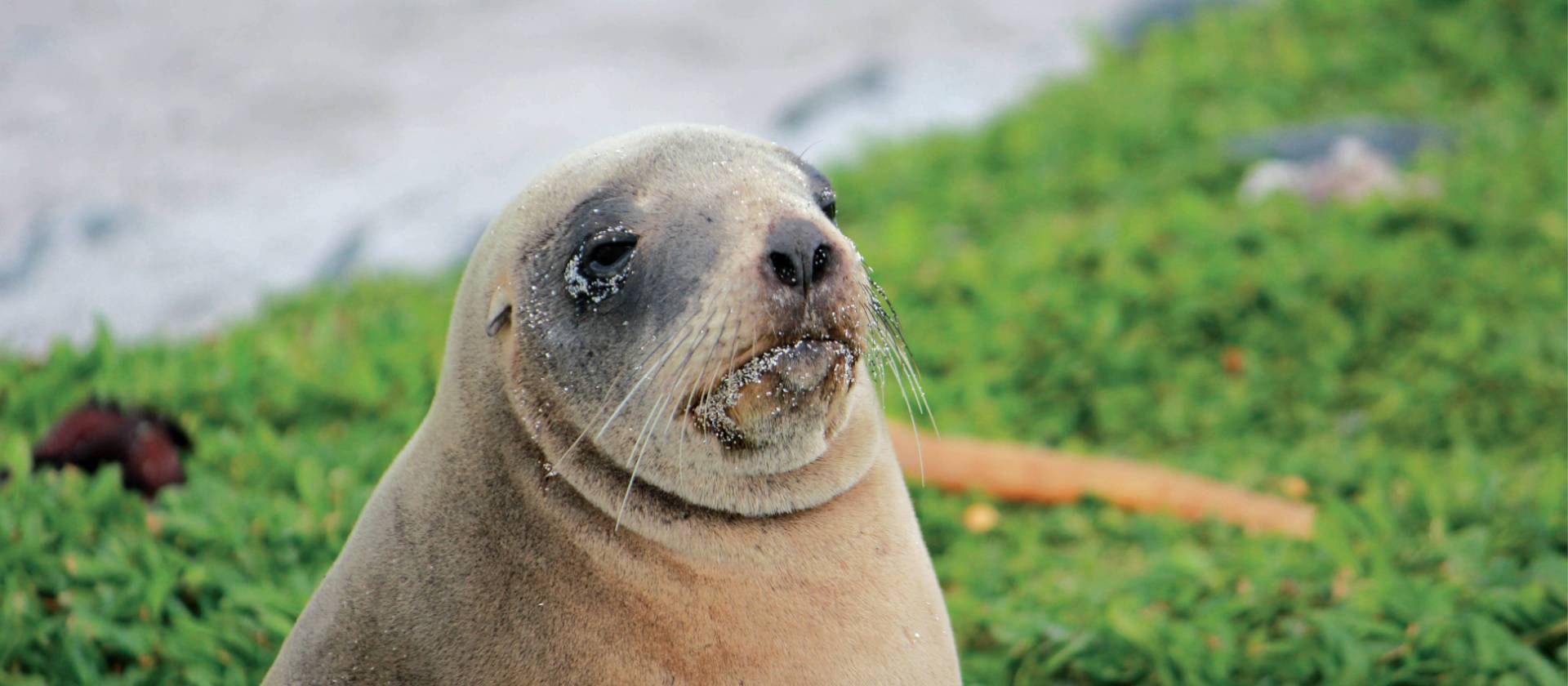 Female New Zealand hooker sea lion enjoying the sunshine | Rachel Imber