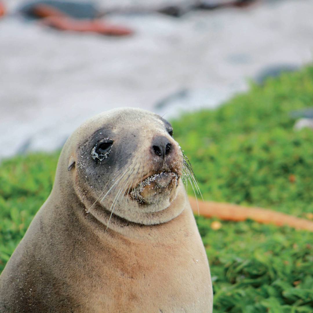 Female New Zealand hooker sea lion enjoying the sunshine | Rachel Imber