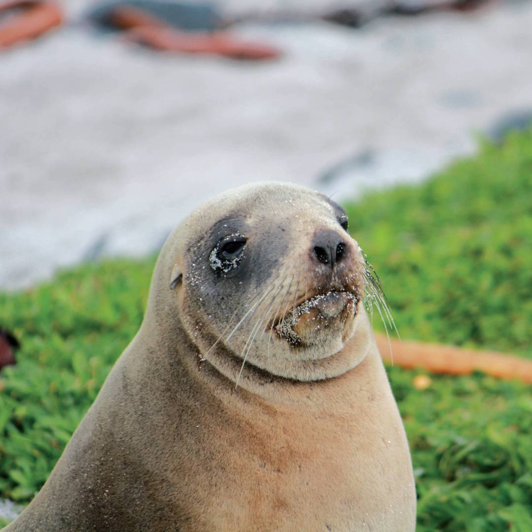 Female New Zealand hooker sea lion enjoying the sunshine | Rachel Imber
