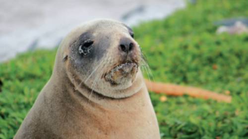 Female New Zealand hooker sea lion enjoying the sunshine | Rachel Imber