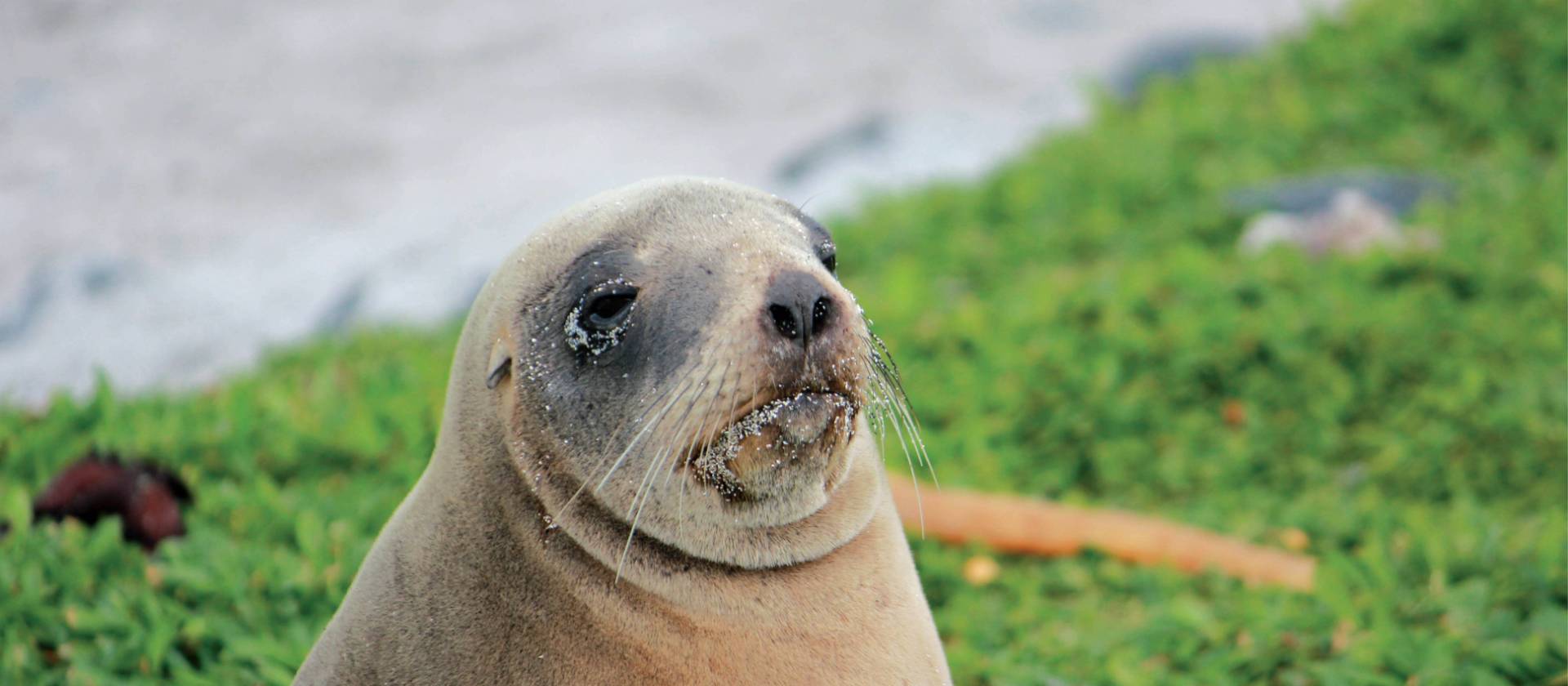 Female New Zealand hooker sea lion enjoying the sunshine | Rachel Imber