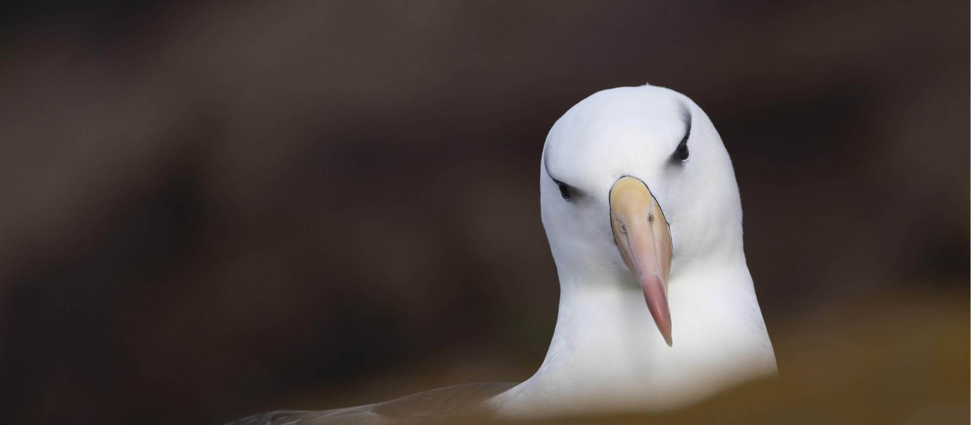 A Black-browed Albatross, Falkland Islands | Sara Jenner
