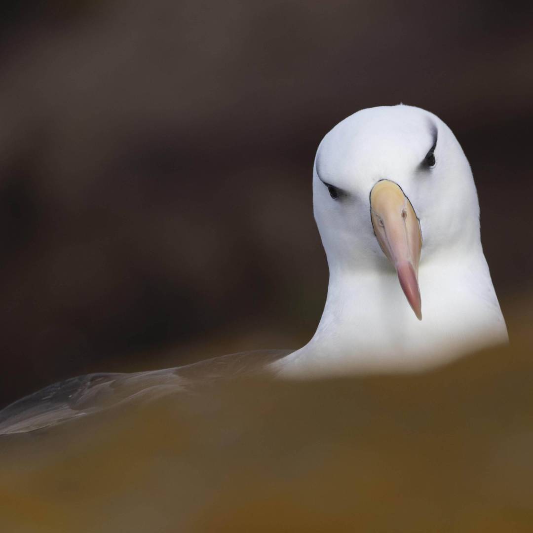 A Black-browed Albatross, Falkland Islands | Sara Jenner