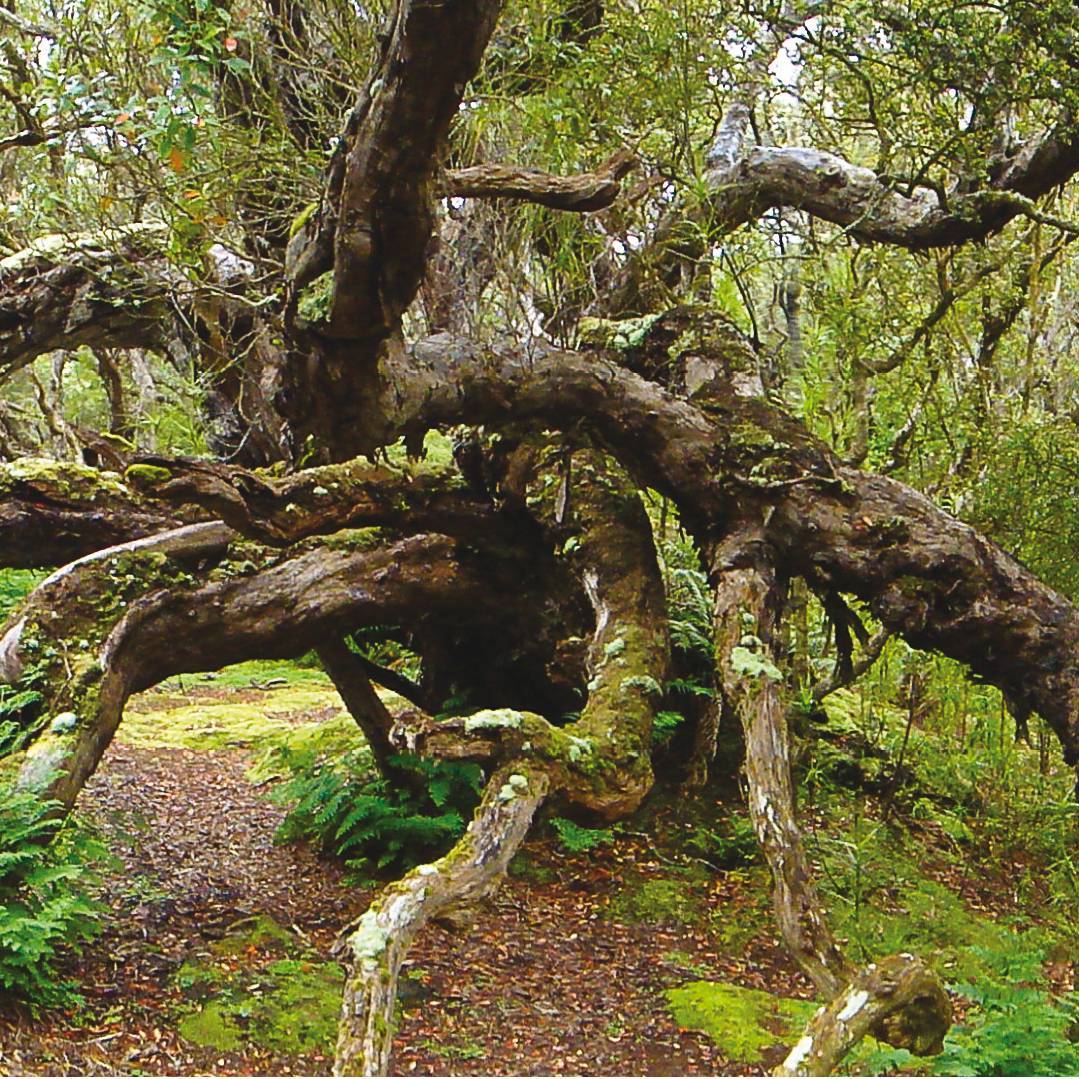 Southern Rata forest, old woody plants that are not trees, but form a tree-like forest, on Enderby Island | Kerrod Wells