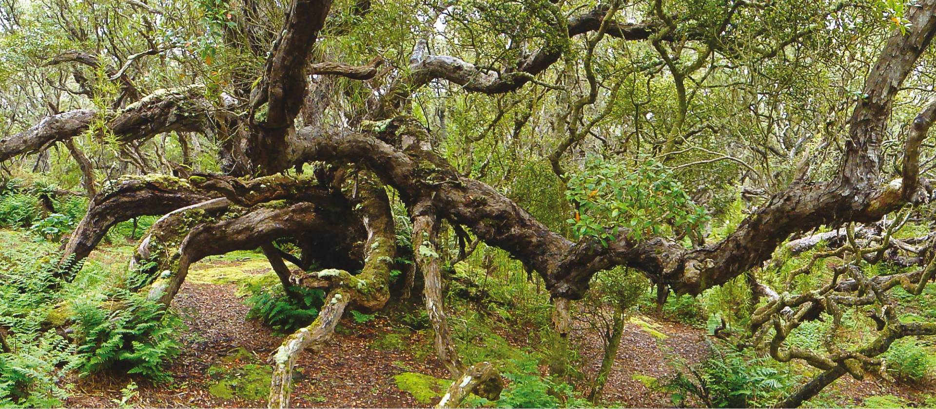 Southern Rata forest, old woody plants that are not trees, but form a tree-like forest, on Enderby Island | Kerrod Wells