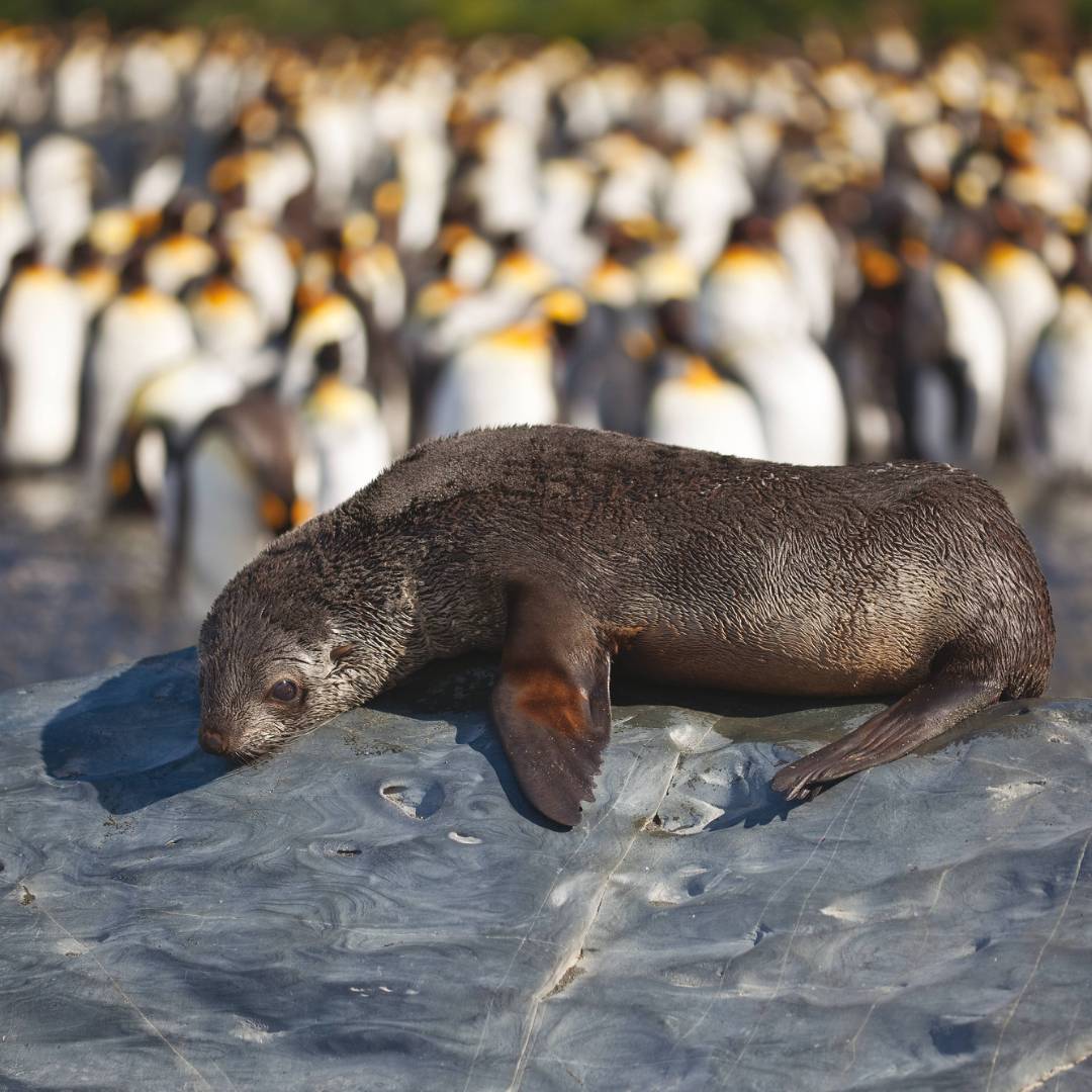 A young fur seal basks in the sun in South Georgia | Peter Walton