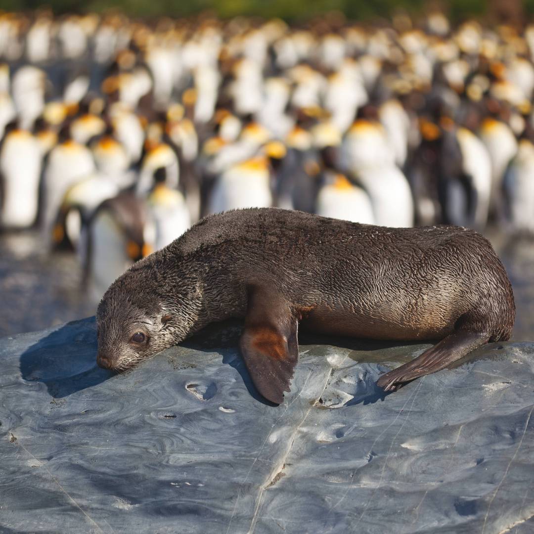 A young fur seal basks in the sun in South Georgia | Peter Walton