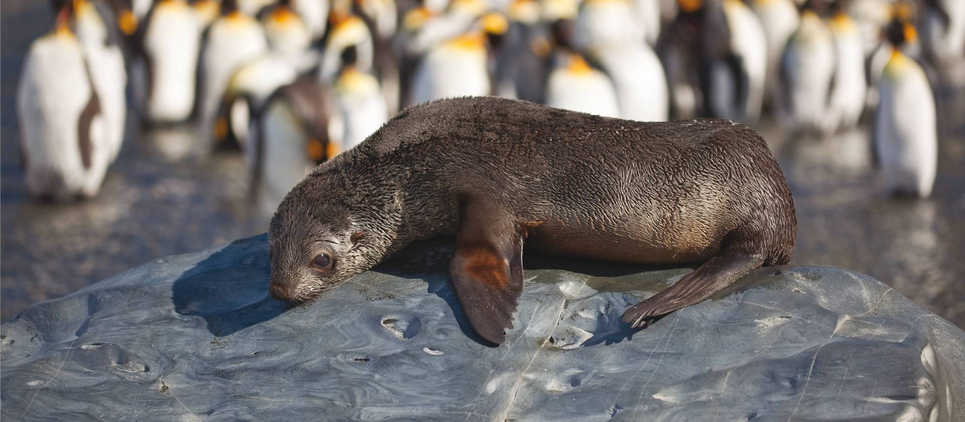 A young fur seal basks in the sun in South Georgia | Peter Walton