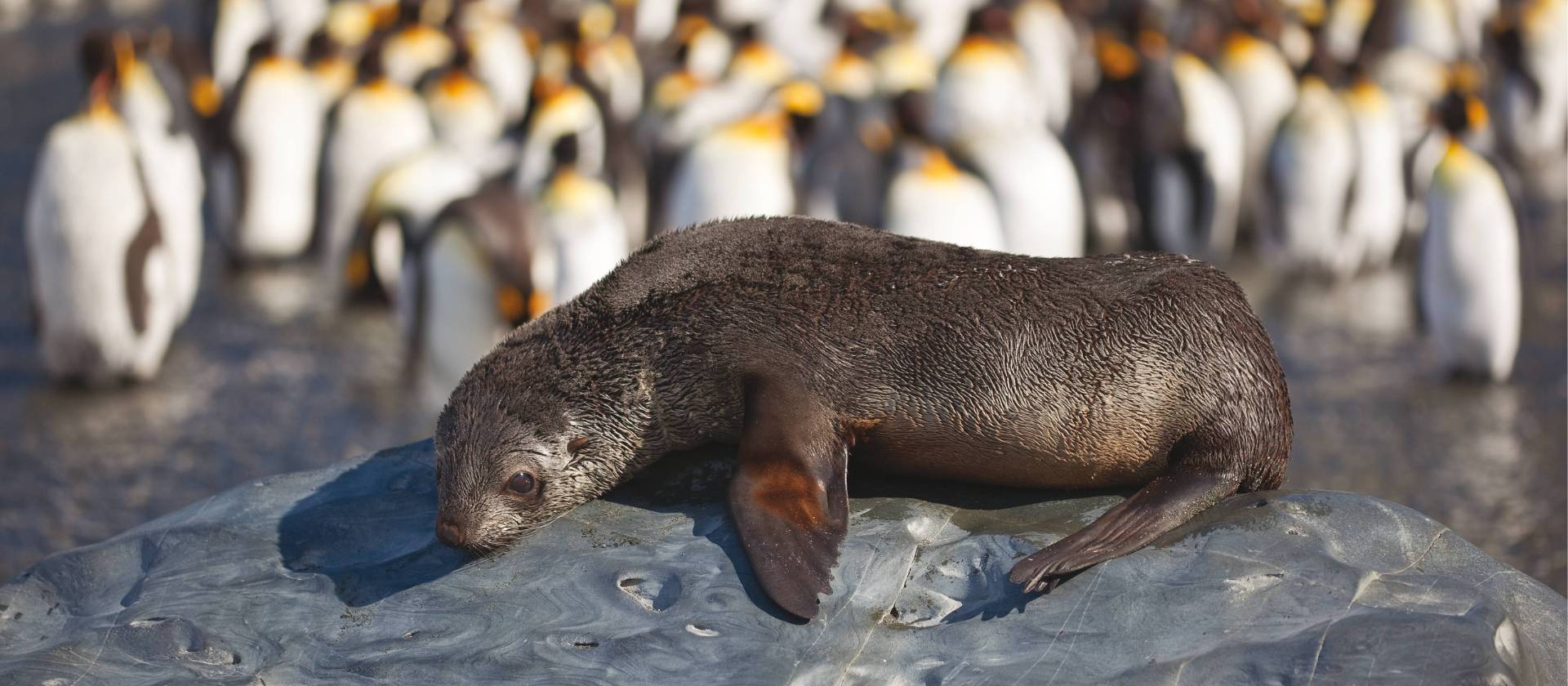 A young fur seal basks in the sun in South Georgia | Peter Walton