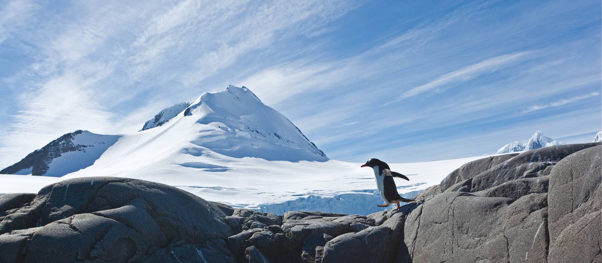 Gentoo Penguin | Peter Walton