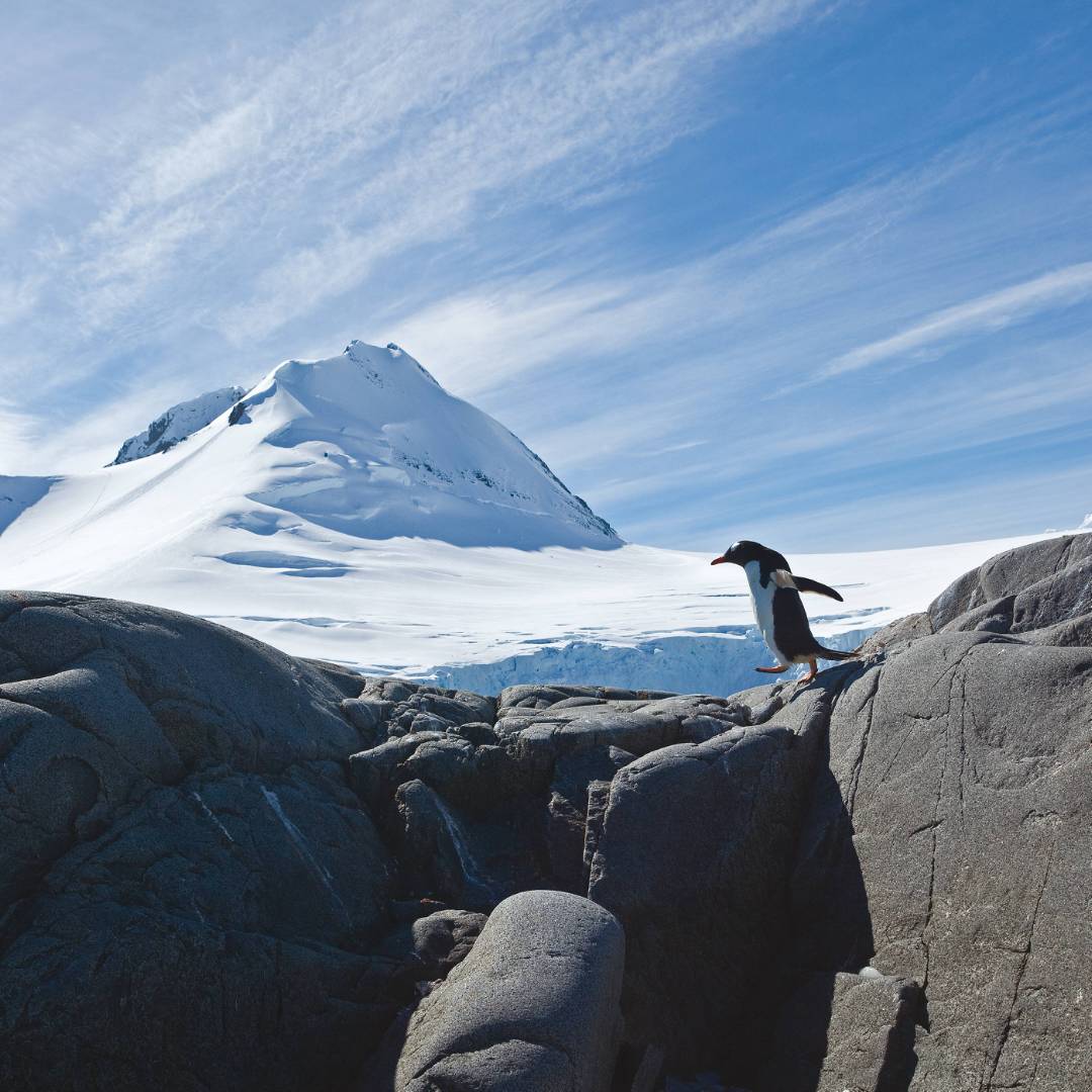 Gentoo Penguin | Peter Walton