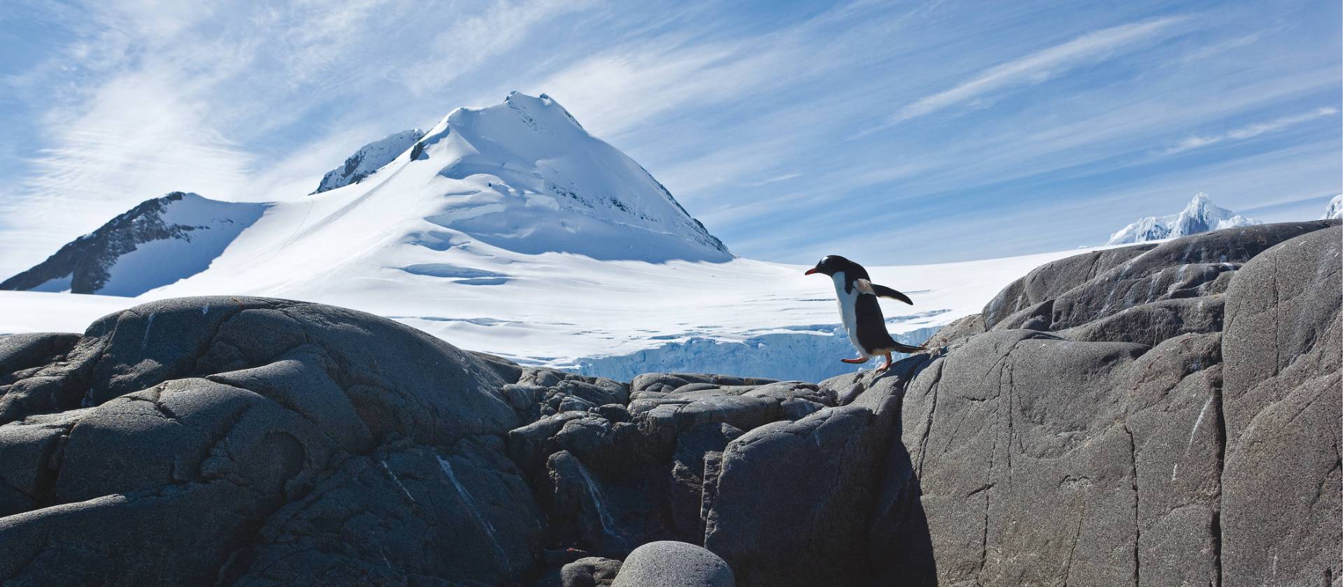 Gentoo Penguin | Peter Walton