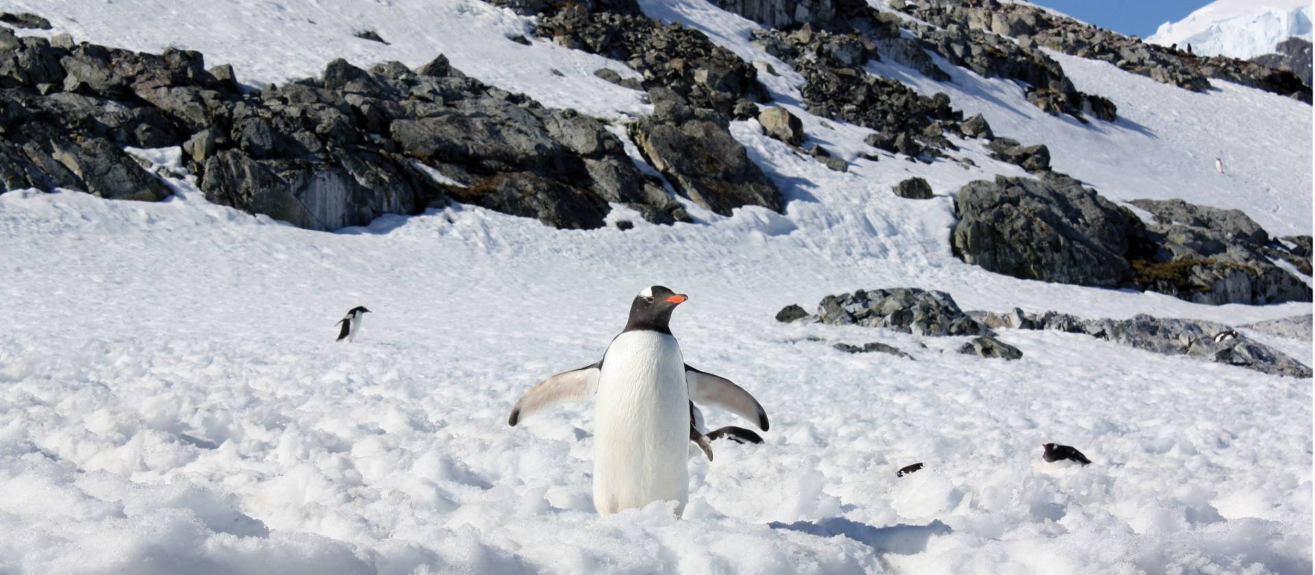 Gentoo penguin on the Antarctic peninsula | Learna Cale