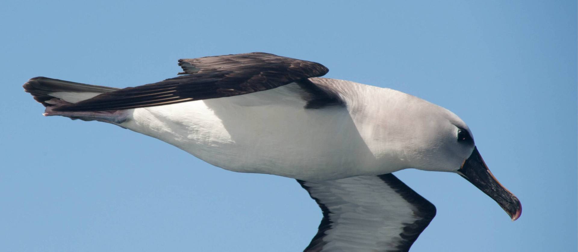 Grey-headed Albatross | Erwin Vermeulen