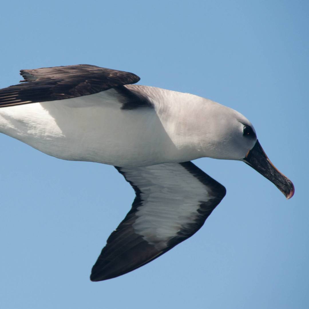 Grey-headed Albatross | Erwin Vermeulen