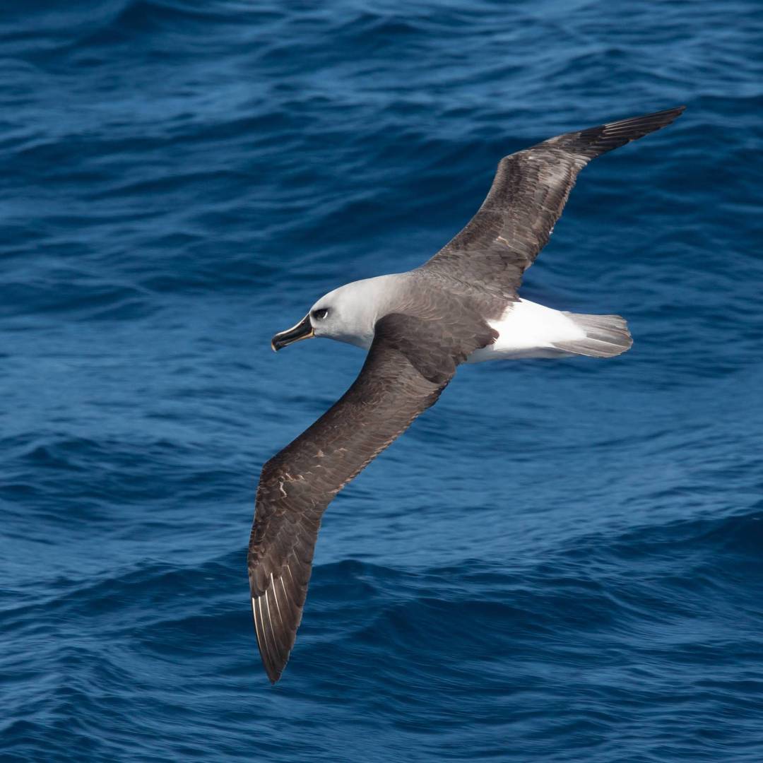 Grey-headed Albatross | Troels Jacobsen