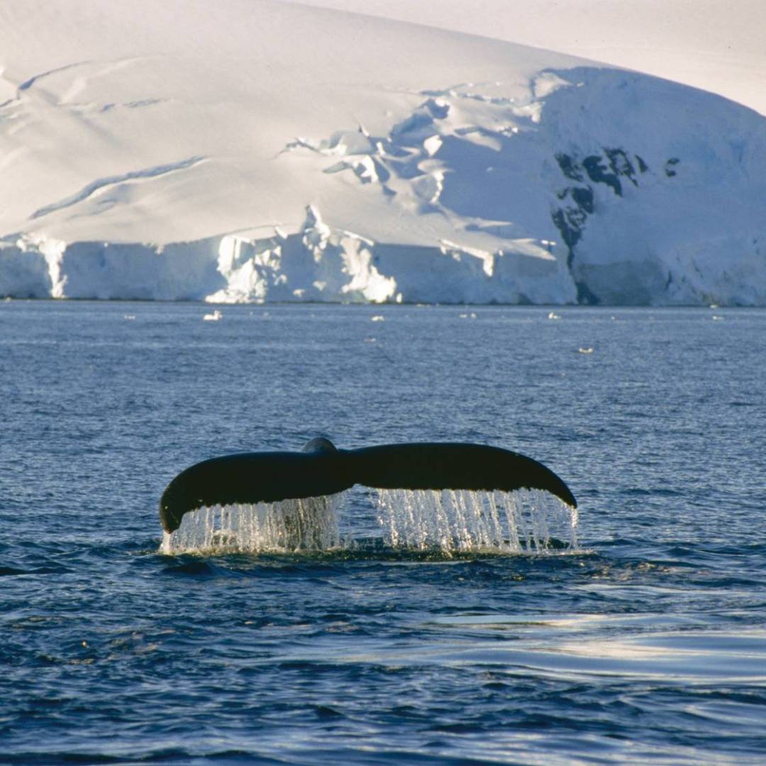 Humpback Whales can put on spectacular displays of acrobatics | Goran Ehlme, Oceanwide Expeditions